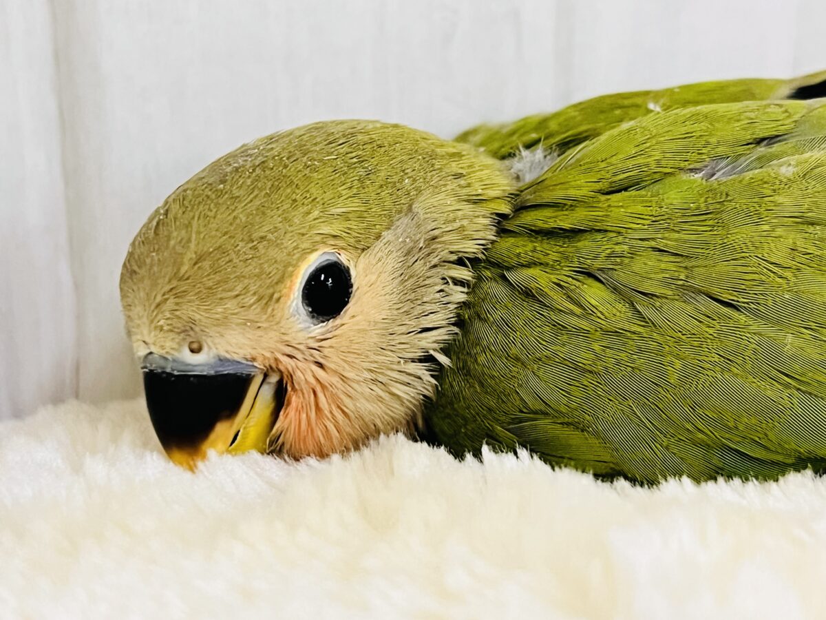 もすもす💚アイドル見たいに可愛い🎶小桜インコ(ノーマル) コザクラインコ(小桜インコ)