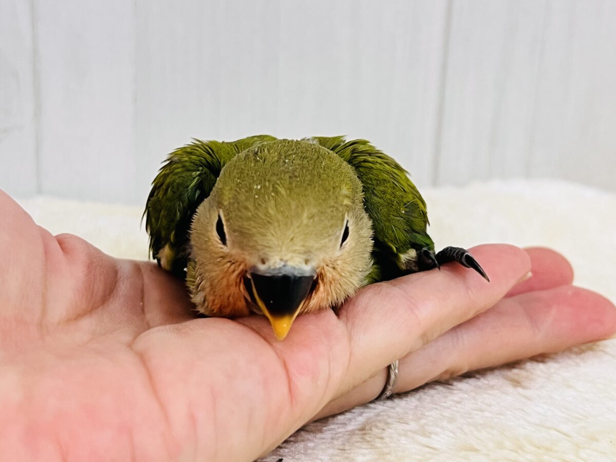 もすもす💚アイドル見たいに可愛い🎶小桜インコ(ノーマル) コザクラインコ(小桜インコ)
