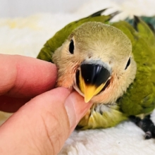 もすもす💚アイドル見たいに可愛い🎶小桜インコ（ノーマル）
