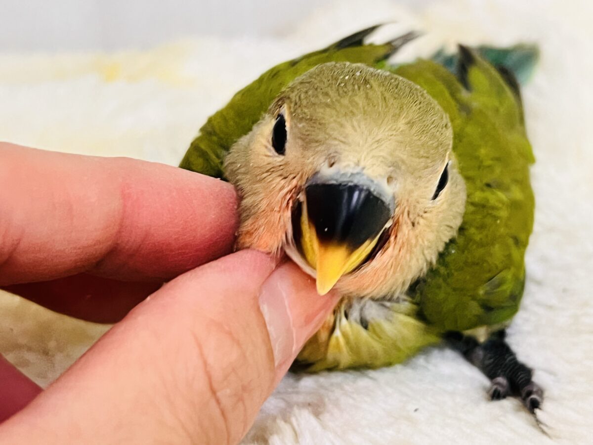 もすもす💚アイドル見たいに可愛い🎶小桜インコ(ノーマル) もすもす💚アイドル見たいに可愛い🎶小桜インコ(ノーマル)