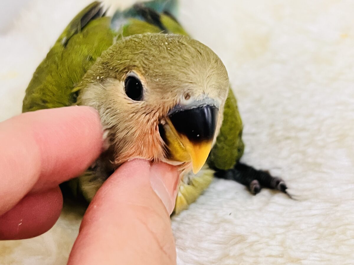 コザクラインコ（小桜インコ）