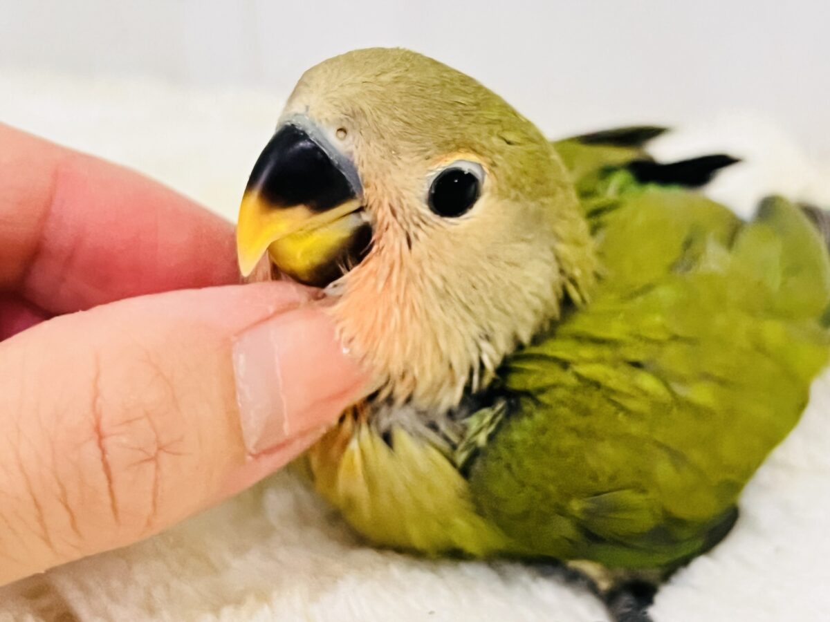 もすもす💚アイドル見たいに可愛い🎶小桜インコ(ノーマル) コザクラインコ(小桜インコ)