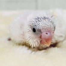 超超超‼︎真っ白ボディーにこっそり隠しモノ🪎ヘビーブルーパイド🩵のセキセイインコ