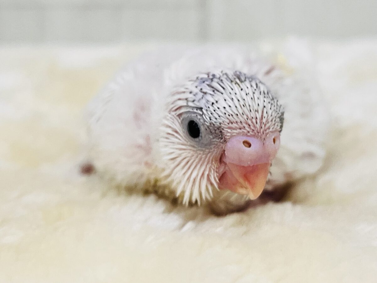 超超超‼︎真っ白ボディーにこっそり隠しモノ🪎ヘビーブルーパイド🩵のセキセイインコ