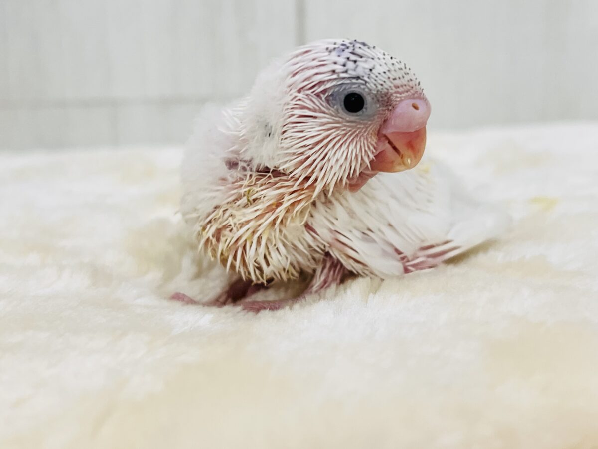 セキセイインコ