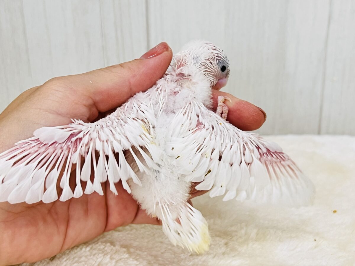 セキセイインコ