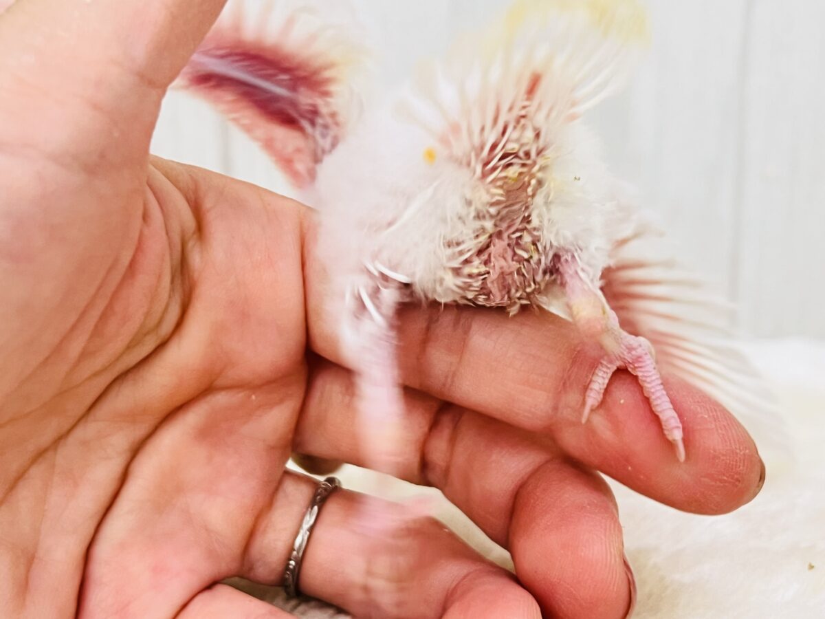 セキセイインコ