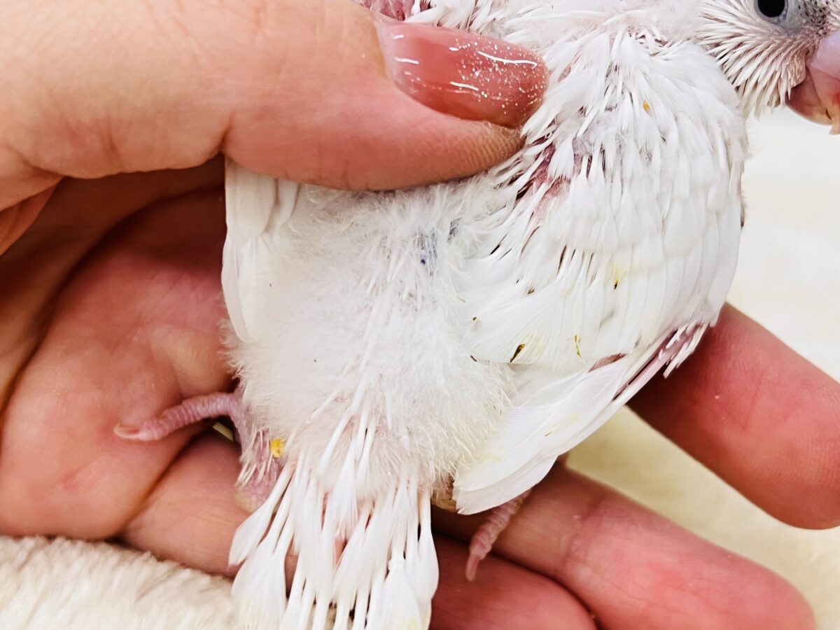 セキセイインコ