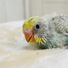 こっそりリーゼント🎶淡かわ🩵セキセイインコ（パステルレインボースパングル）