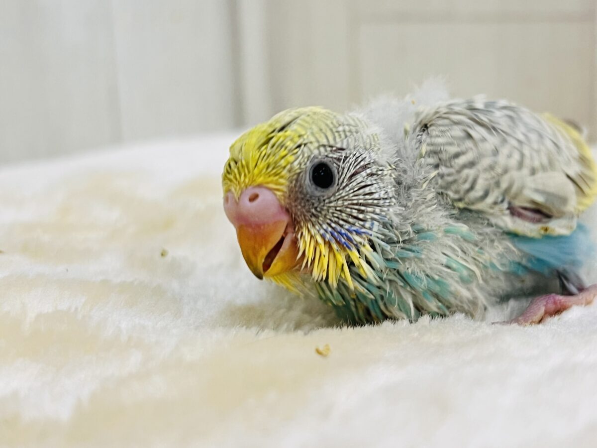 こっそりリーゼント🎶淡かわ🩵セキセイインコ（パステルレインボースパングル）