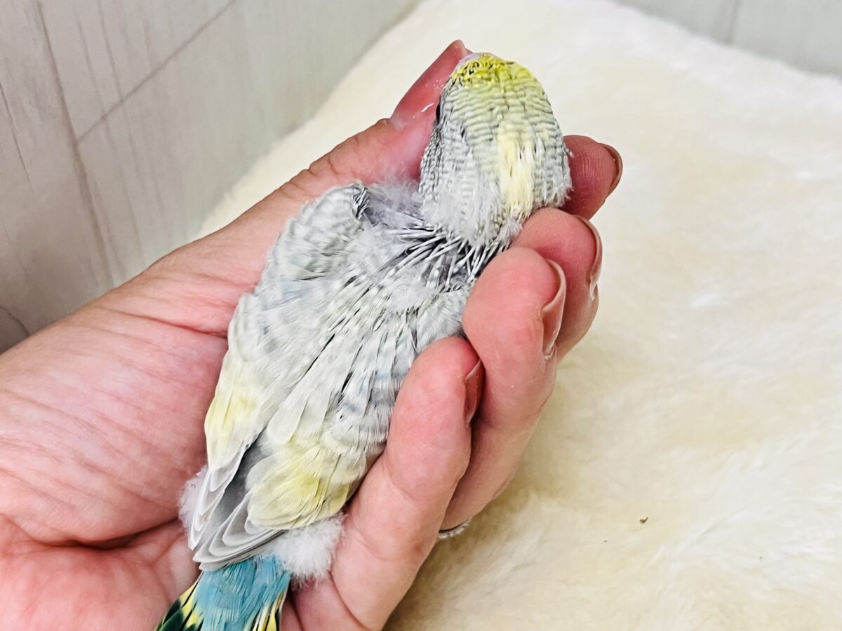 セキセイインコ