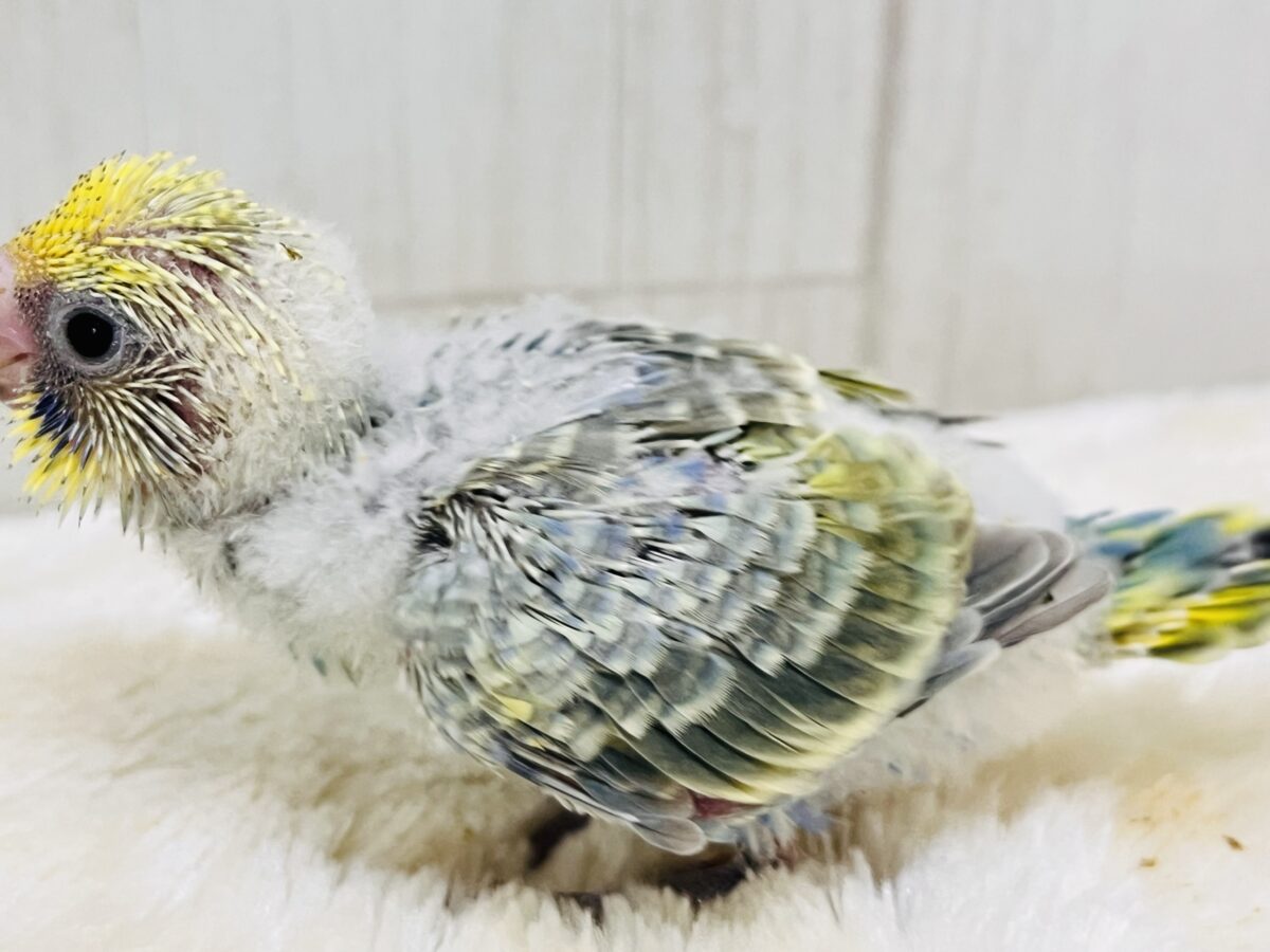 セキセイインコ