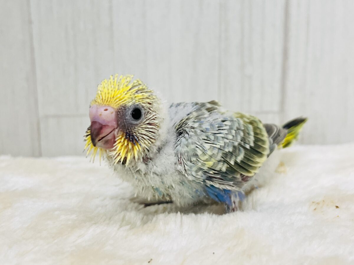 セキセイインコ