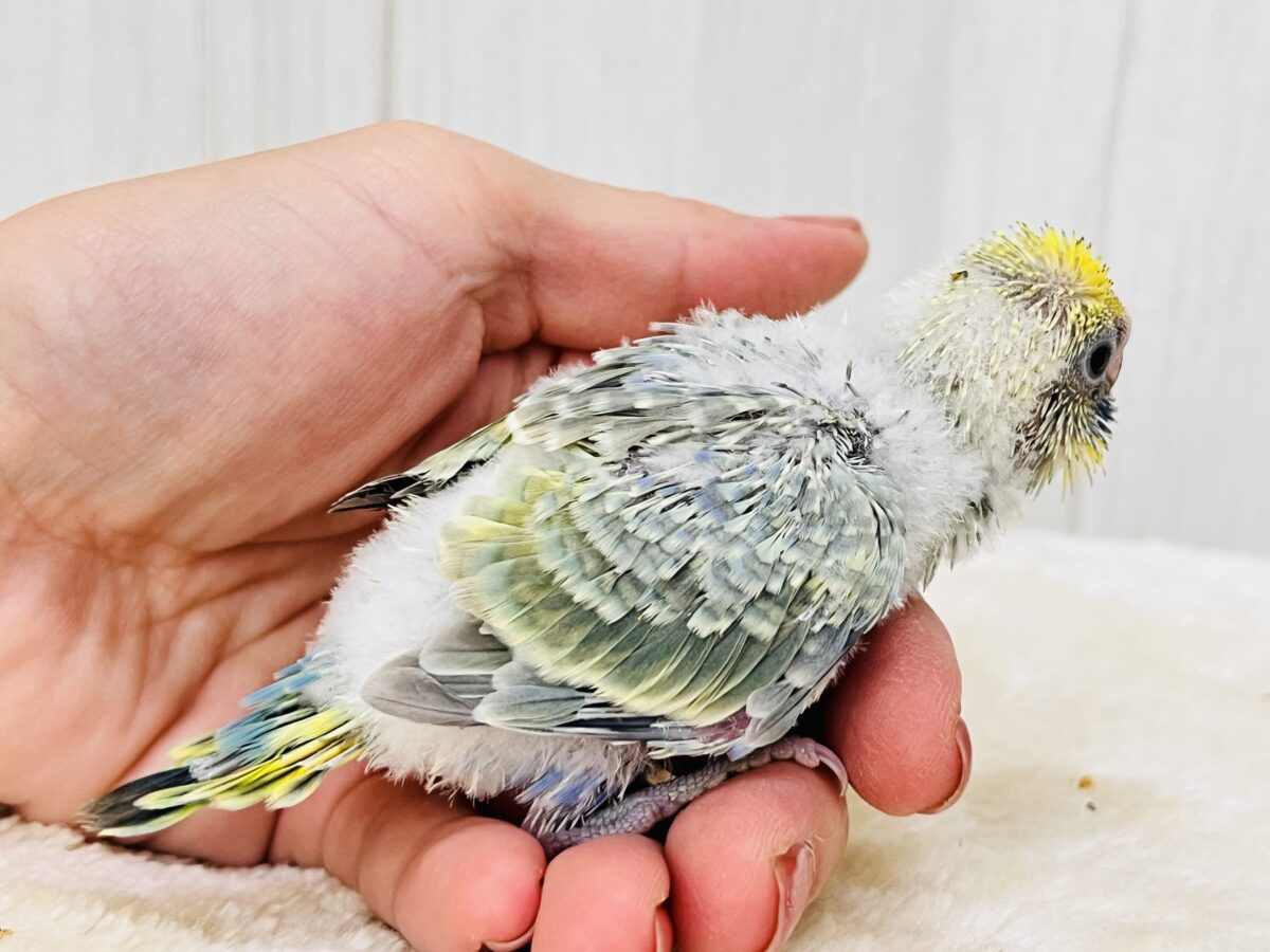 奥深き。。魅力を詰め込んだセキセイインコ(パステルレインボースパングル) セキセイインコ