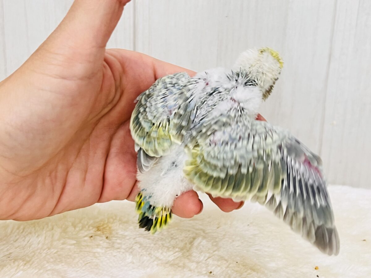 奥深き。。魅力を詰め込んだセキセイインコ(パステルレインボースパングル) セキセイインコ