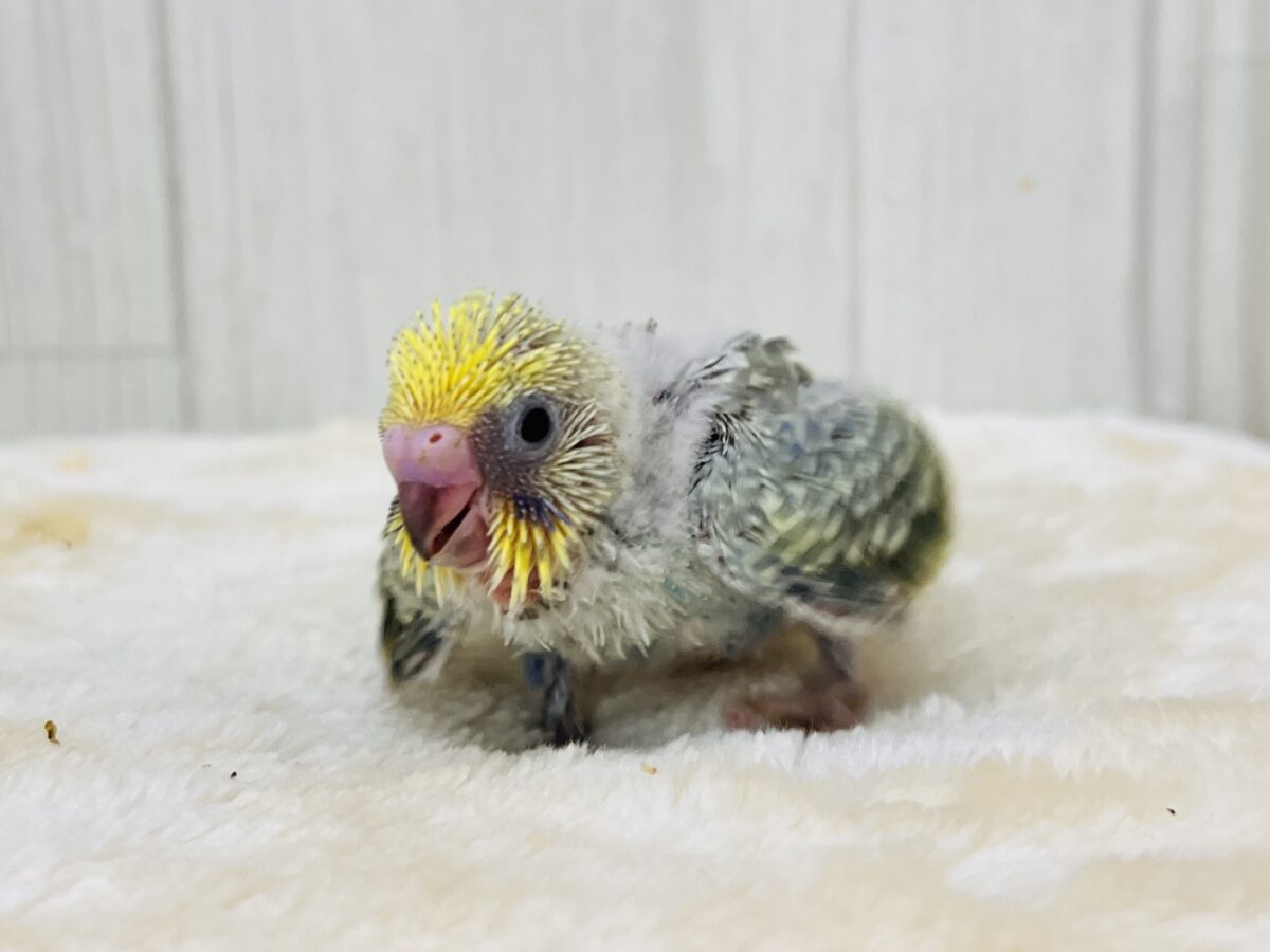 セキセイインコ