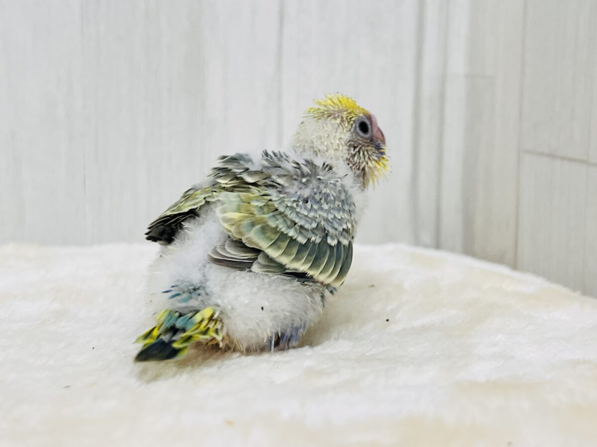 奥深き。。魅力を詰め込んだセキセイインコ(パステルレインボースパングル) セキセイインコ