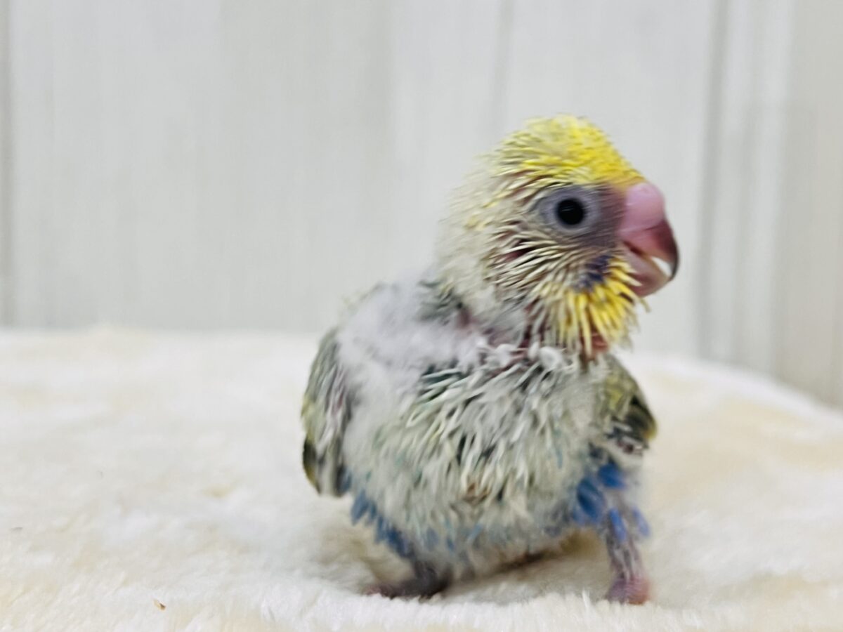 セキセイインコ