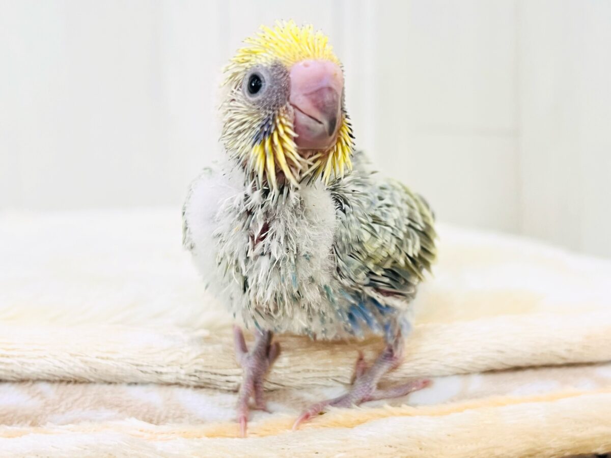 奥深き。。魅力を詰め込んだセキセイインコ(パステルレインボースパングル) 奥深き。。魅力を詰め込んだセキセイインコ(パステルレインボースパングル)