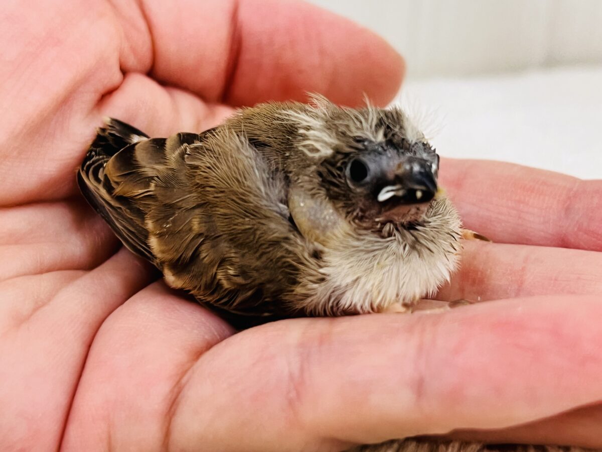 錦花鳥（キンカチョウ） の販売一覧| 千葉県・栃木県・神奈川県・埼玉