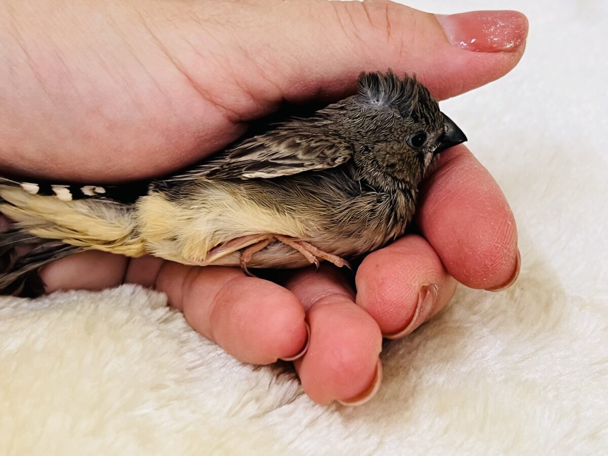 画像更新☆世界は広いよ🌏🎶元気いっぱいキンカチョウ🌟 錦花鳥(キンカチョウ)