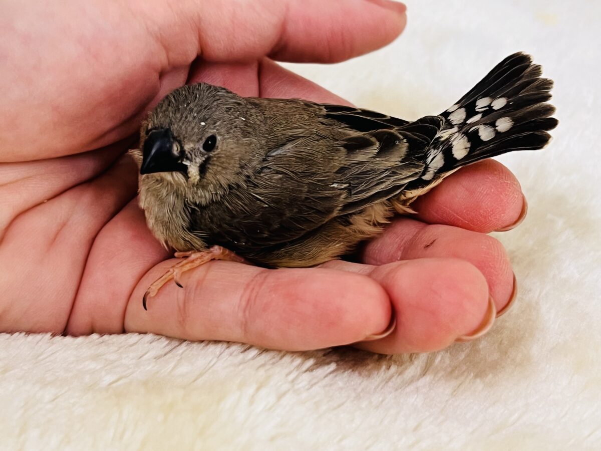 錦花鳥（キンカチョウ）
