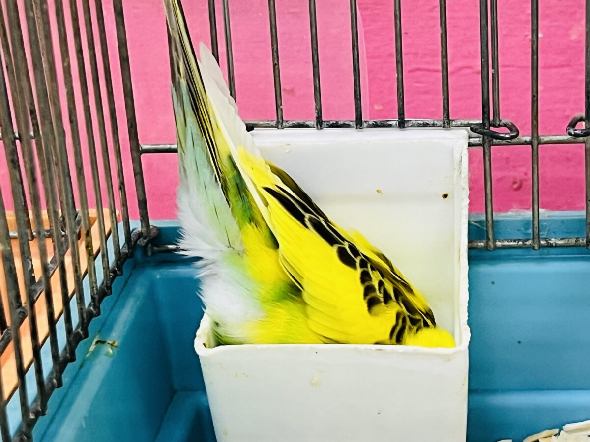 セキセイインコ