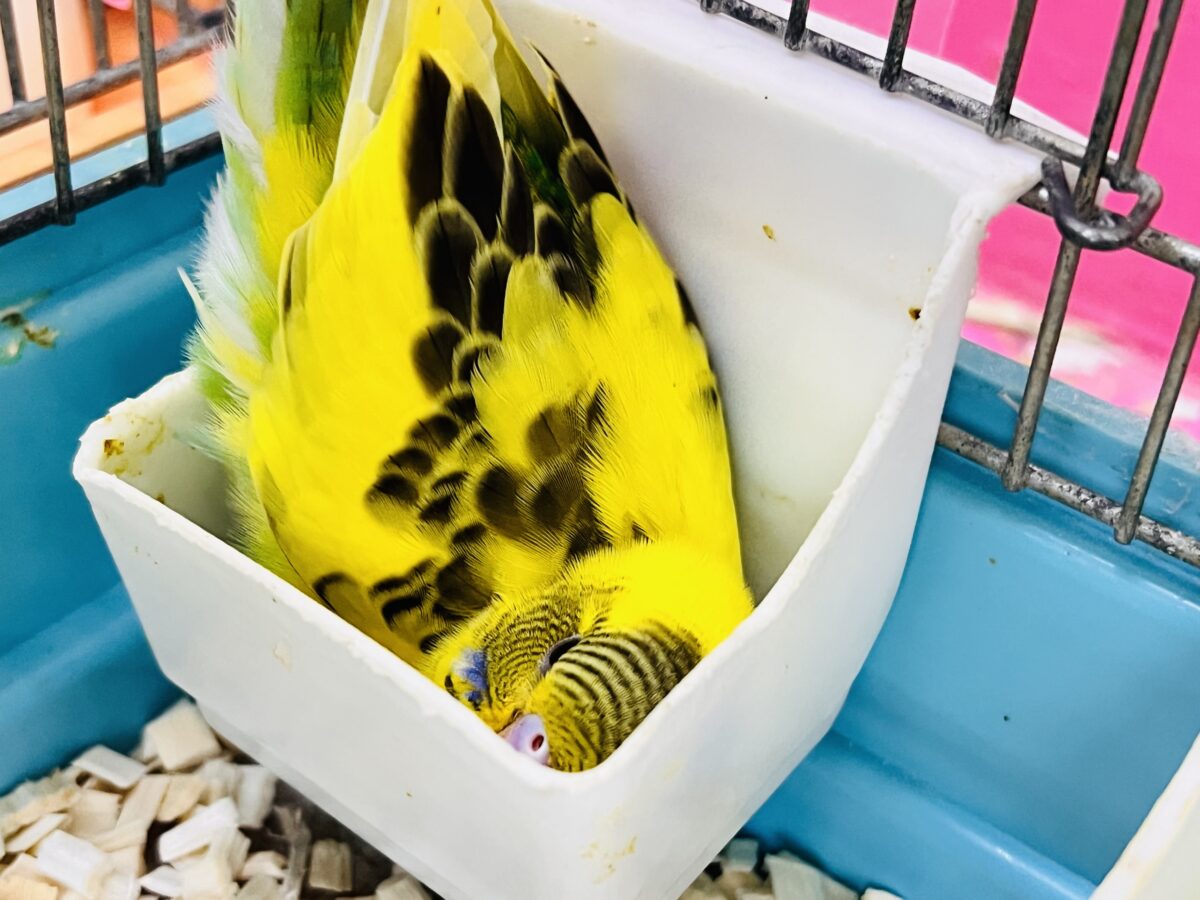 セキセイインコ