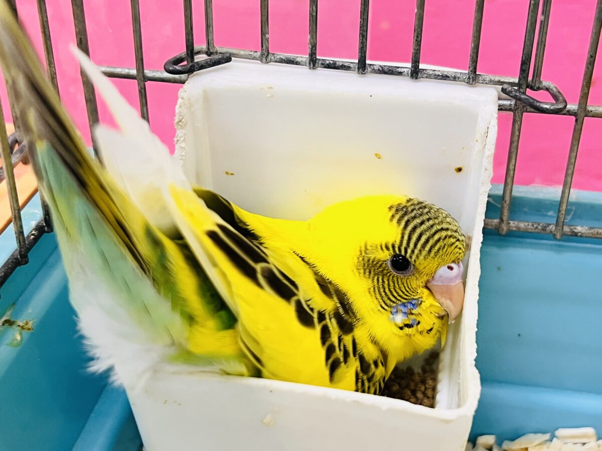 セキセイインコ