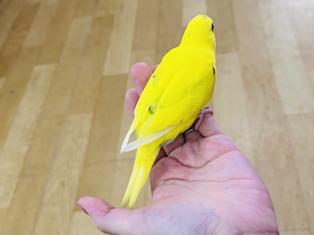 セキセイインコ