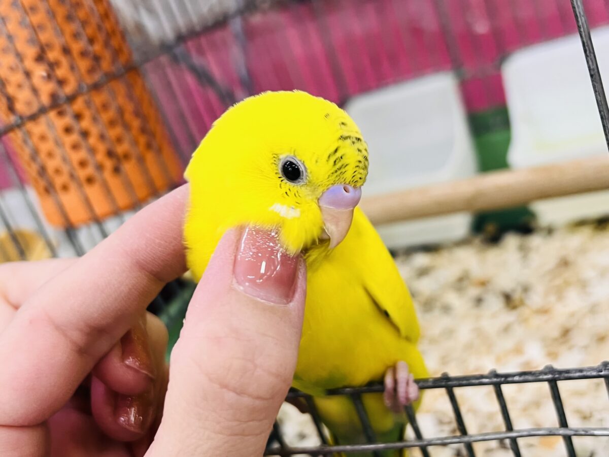 セキセイインコ