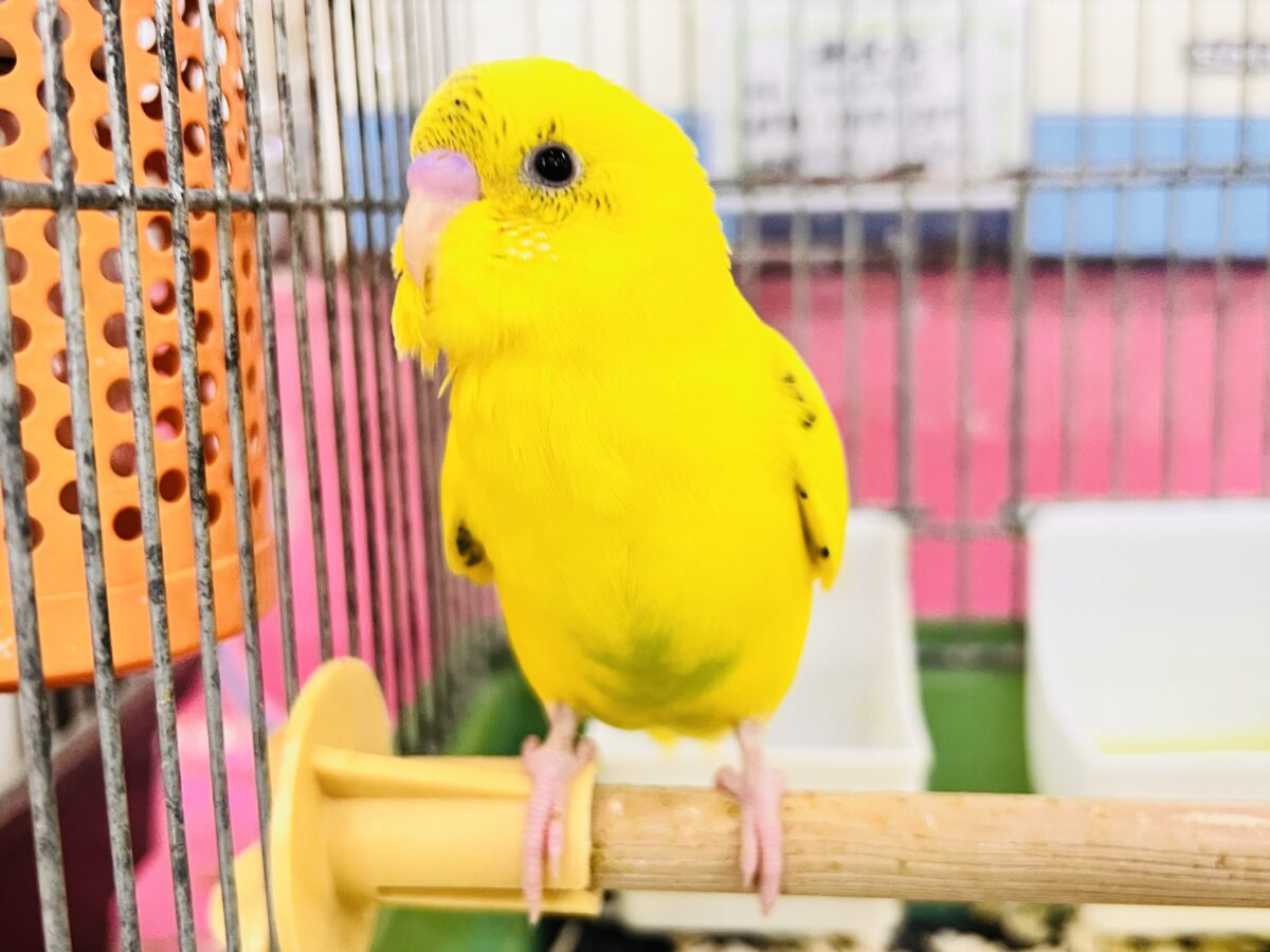 セキセイインコ