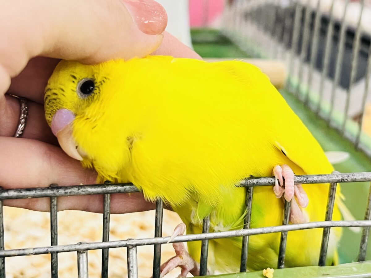 セキセイインコ