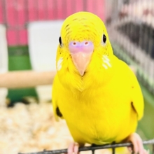 画像更新☆ポツポツほくろの卵焼き💛セキセイインコのイエローハルクイン🌱