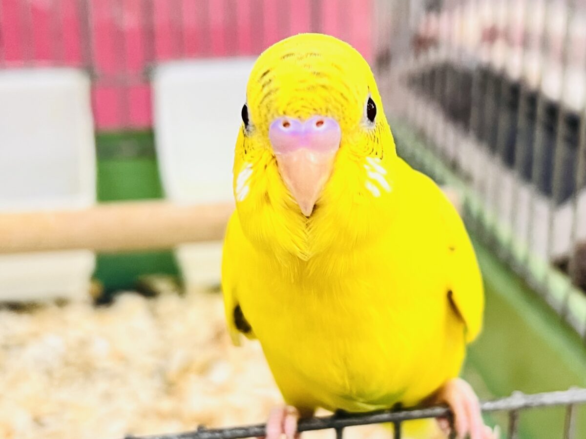 画像更新☆ポツポツほくろの卵焼き💛セキセイインコのイエローハルクイン🌱