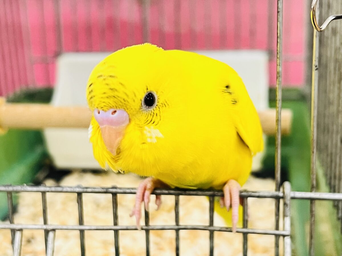セキセイインコ