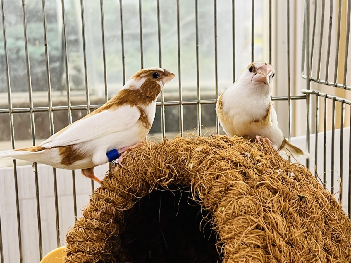 モカベージュでお揃いコーデ💕十姉妹ペア入舎しました! 十姉妹(ジュウシマツ)