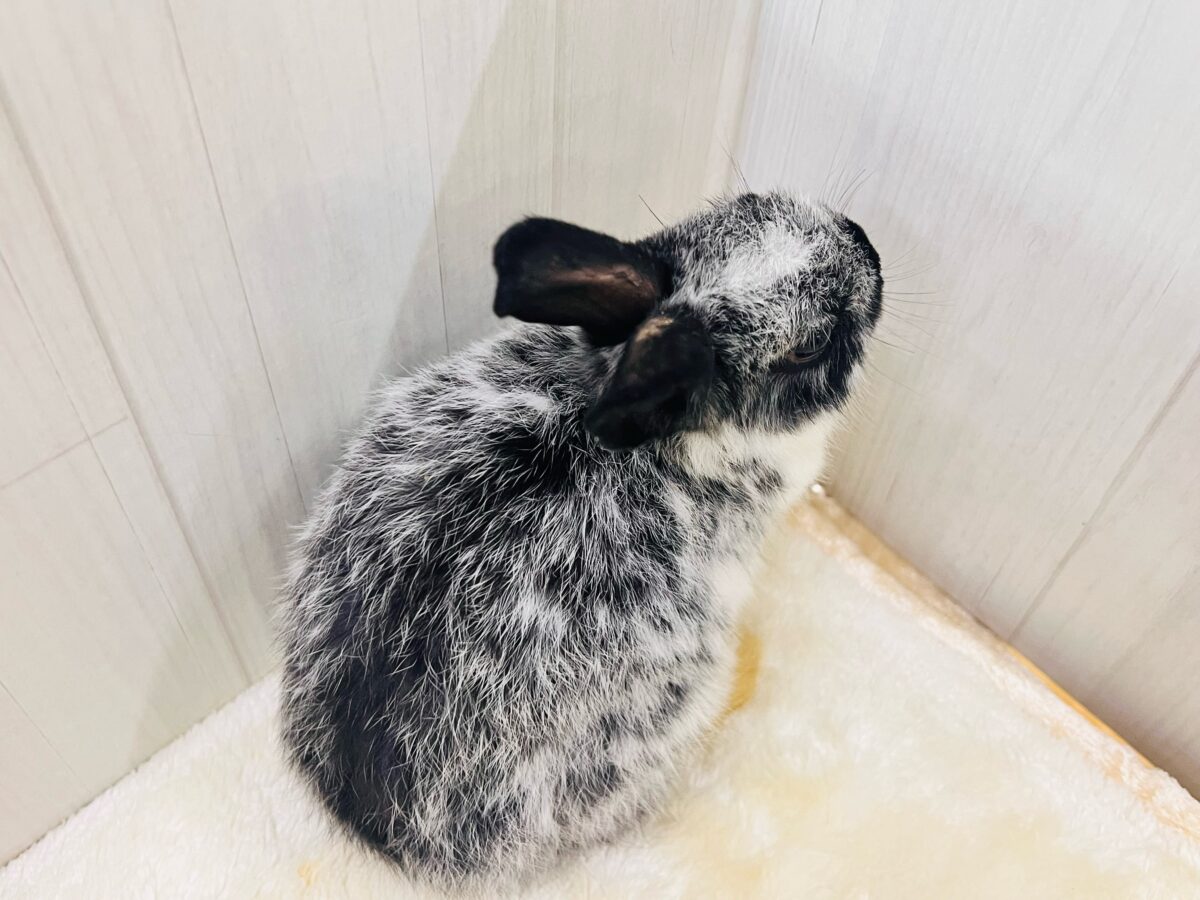 ネザーランドドワーフ