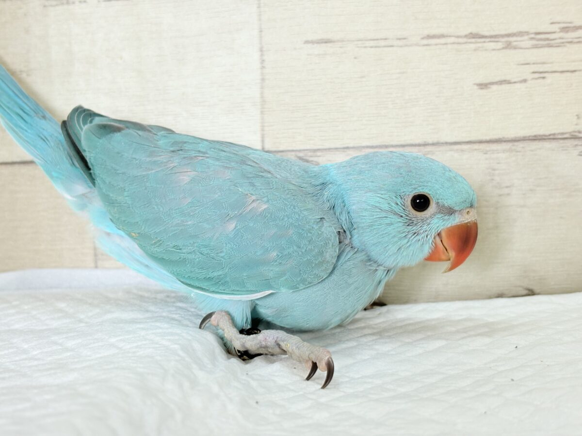 ワカケホンセイインコ（月の輪インコ）