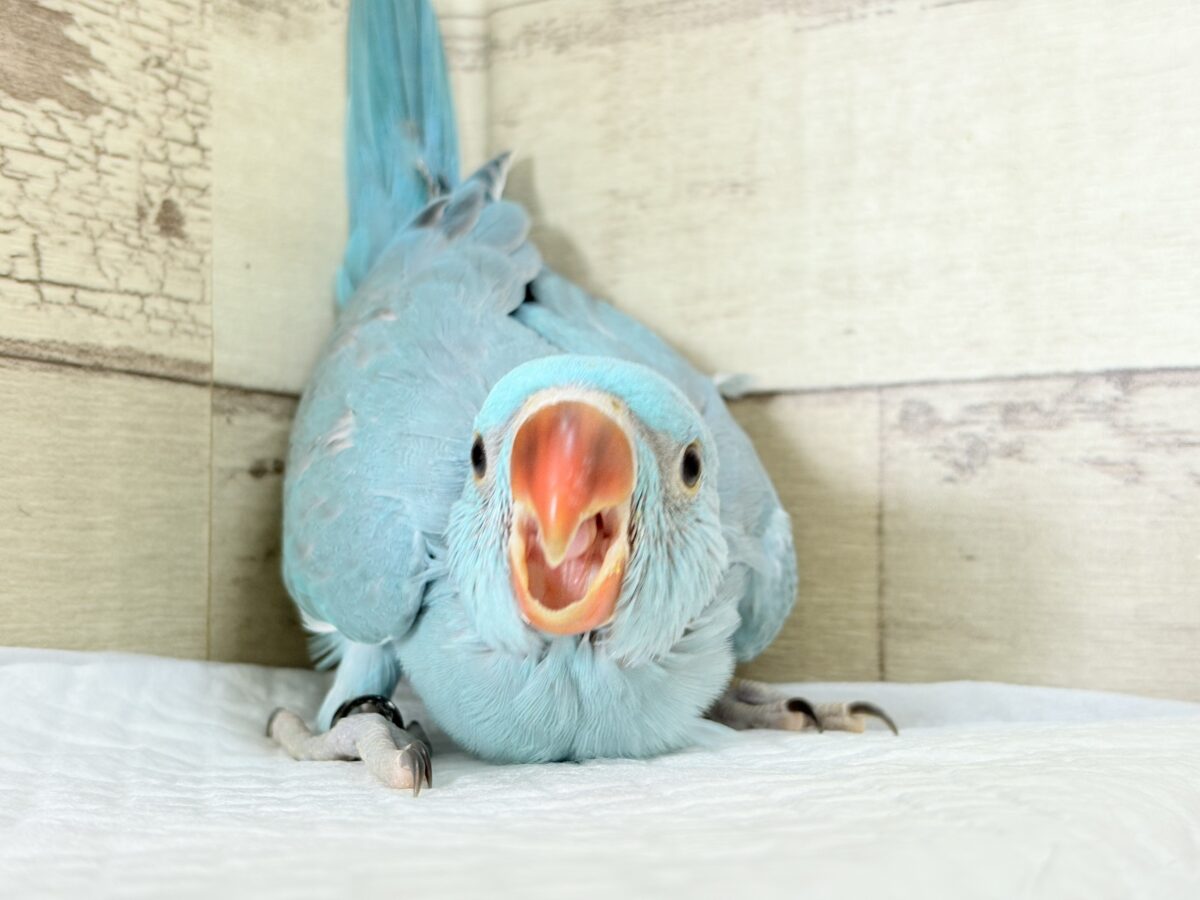 【最新画像更新🪄】ヒナヒナフォルムはドラ〇もん!?🔔🩵ワカケホンセイインコ(ブルー) 男の子 ヒナ ワカケホンセイインコ(月の輪インコ)