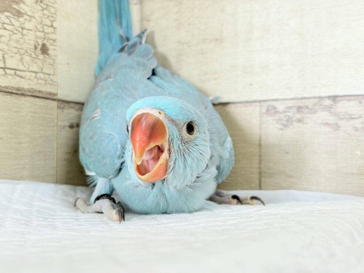 ワカケホンセイインコ（月の輪インコ）