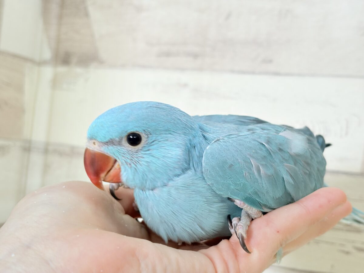 【最新画像更新🪄】ヒナヒナフォルムはドラ〇もん!?🔔🩵ワカケホンセイインコ(ブルー) 男の子 ヒナ ワカケホンセイインコ(月の輪インコ)