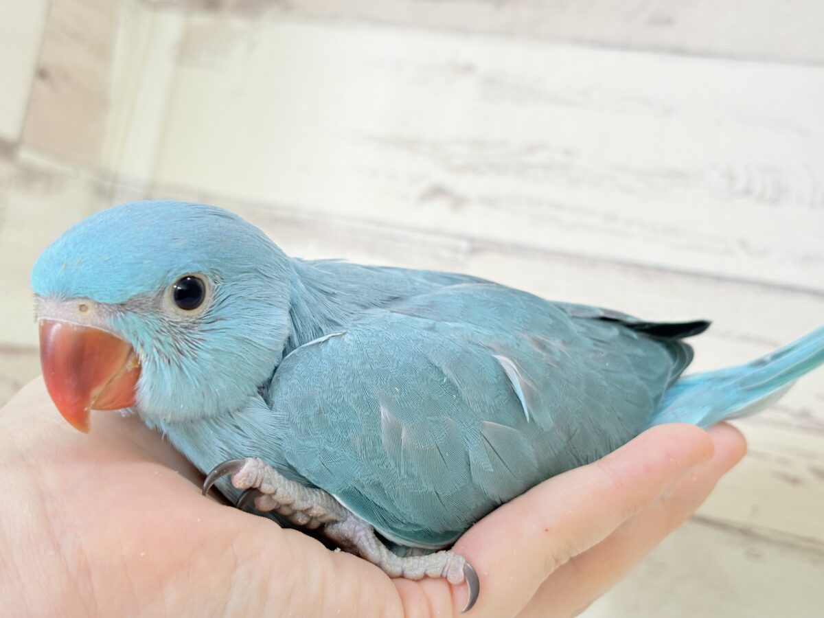 【最新画像更新🪄】ヒナヒナフォルムはドラ〇もん!?🔔🩵ワカケホンセイインコ(ブルー) 男の子 ヒナ ワカケホンセイインコ(月の輪インコ)
