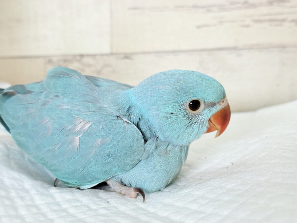 ワカケホンセイインコ（月の輪インコ）