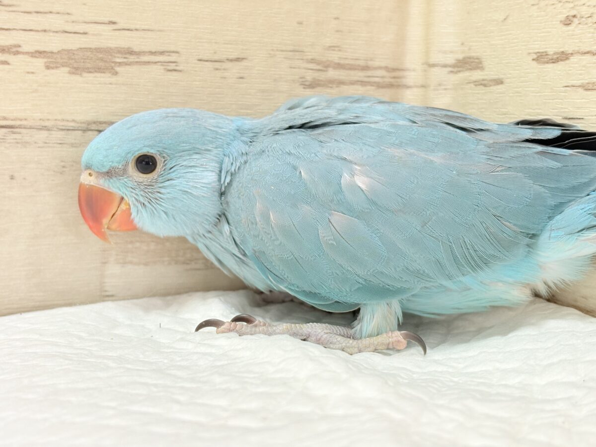 ワカケホンセイインコ（月の輪インコ）