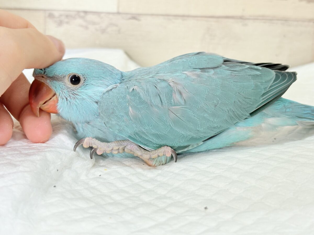 ワカケホンセイインコ（月の輪インコ）
