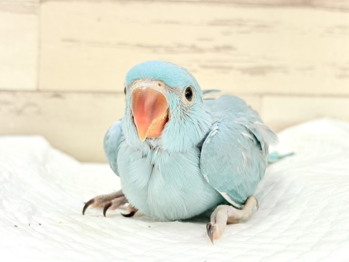 【最新画像更新🪄】ヒナヒナフォルムはドラ〇もん!?🔔🩵ワカケホンセイインコ(ブルー) 男の子 ヒナ ワカケホンセイインコ(月の輪インコ)
