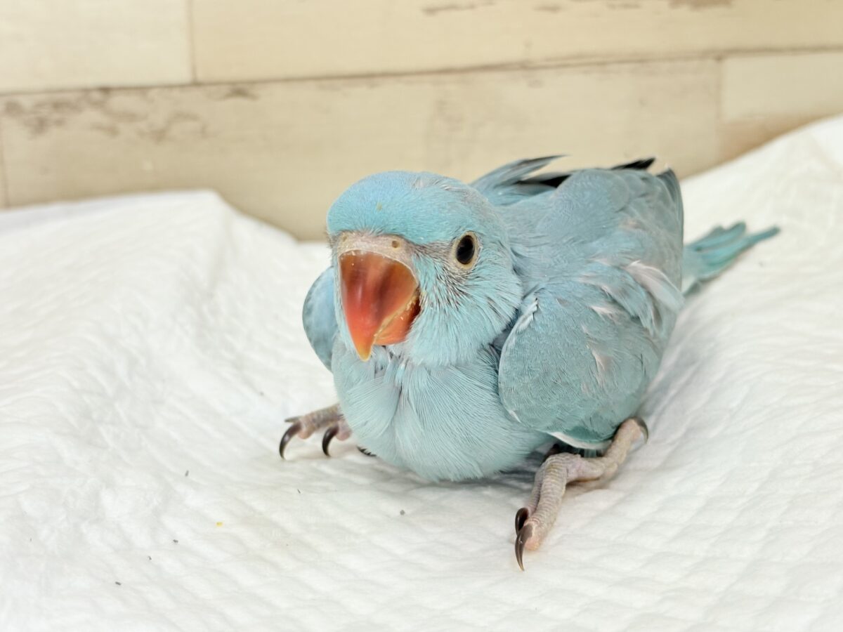 ワカケホンセイインコ（月の輪インコ）