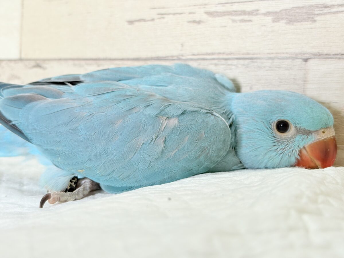 【最新画像更新🪄】ヒナヒナフォルムはドラ〇もん!?🔔🩵ワカケホンセイインコ(ブルー) 男の子 ヒナ ワカケホンセイインコ(月の輪インコ)