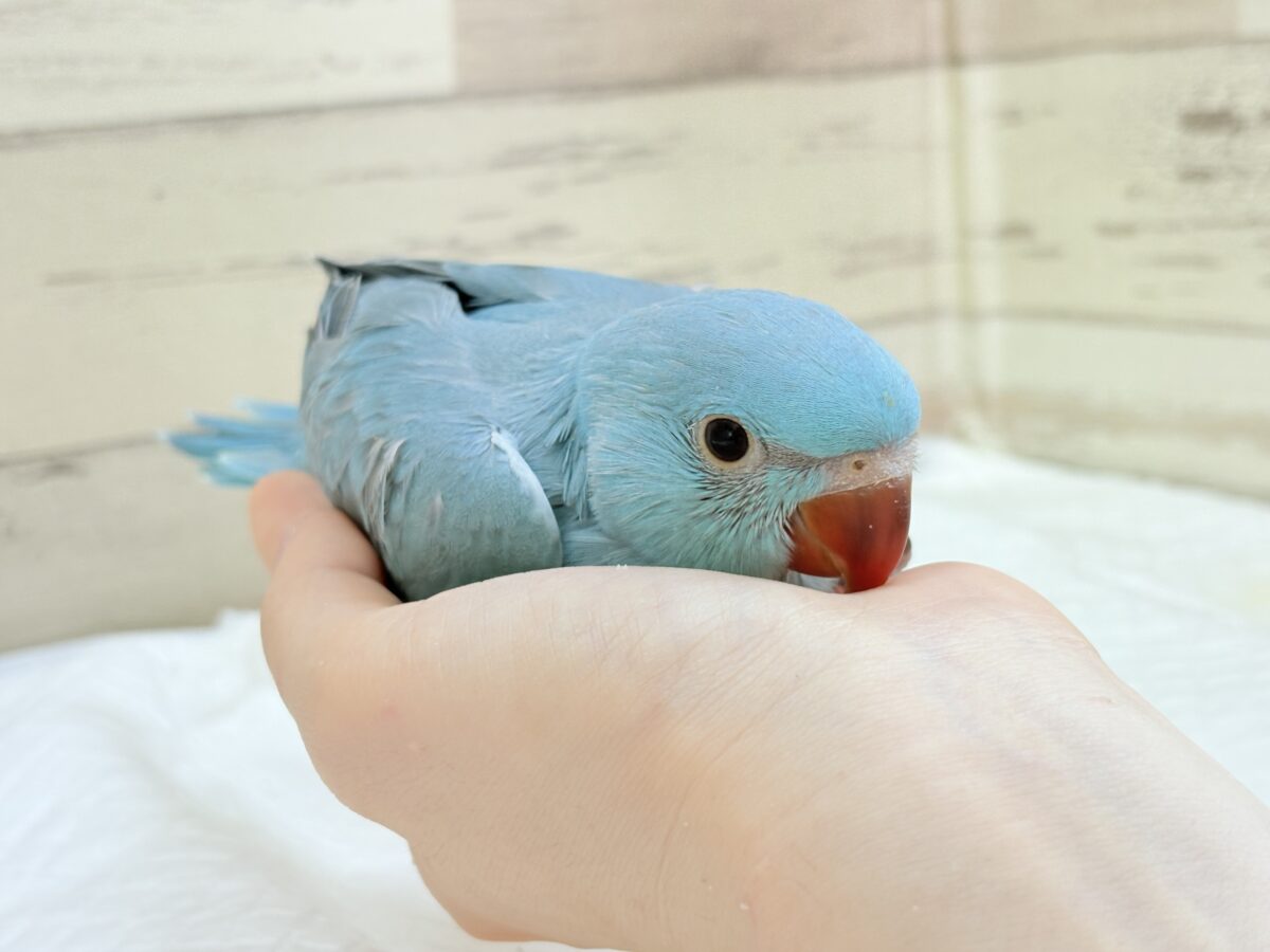 ワカケホンセイインコ（月の輪インコ）